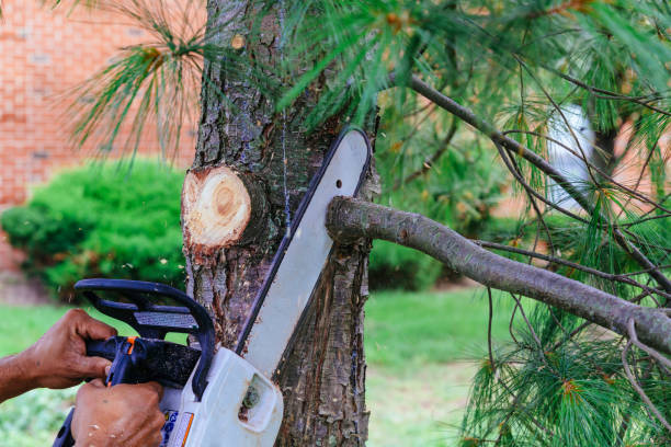 Professional Tree Removal and Landscaping Services in Jenison, MI